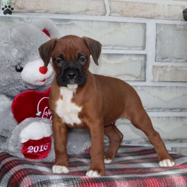 Tesla, Boxer Puppy